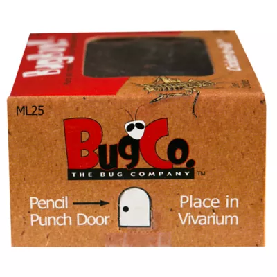 Product BugBox!™ Live Crickets