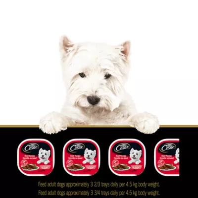 Product CESAR Classic Loaf In Sauce Entrées Adult Wet Dog Food Variety Pack, 12ct