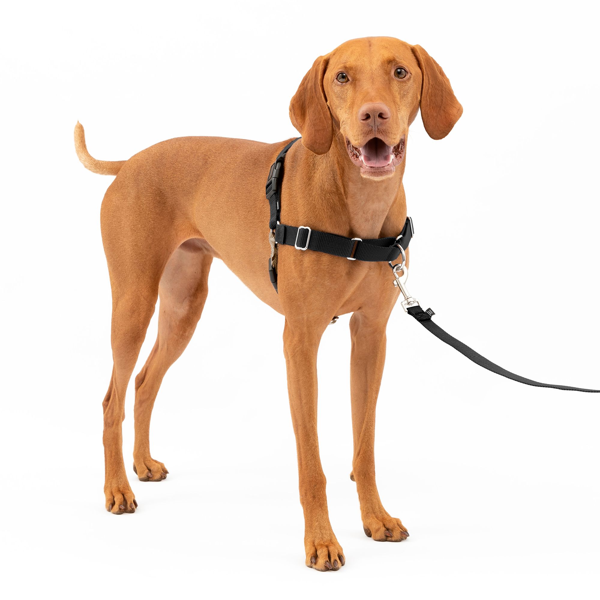 Walk right 2025 dog harness petsmart