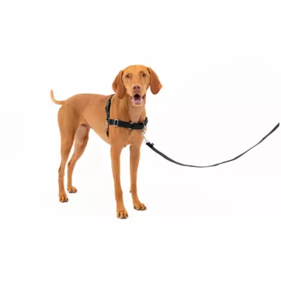 Petsmart dog harness no pull hotsell