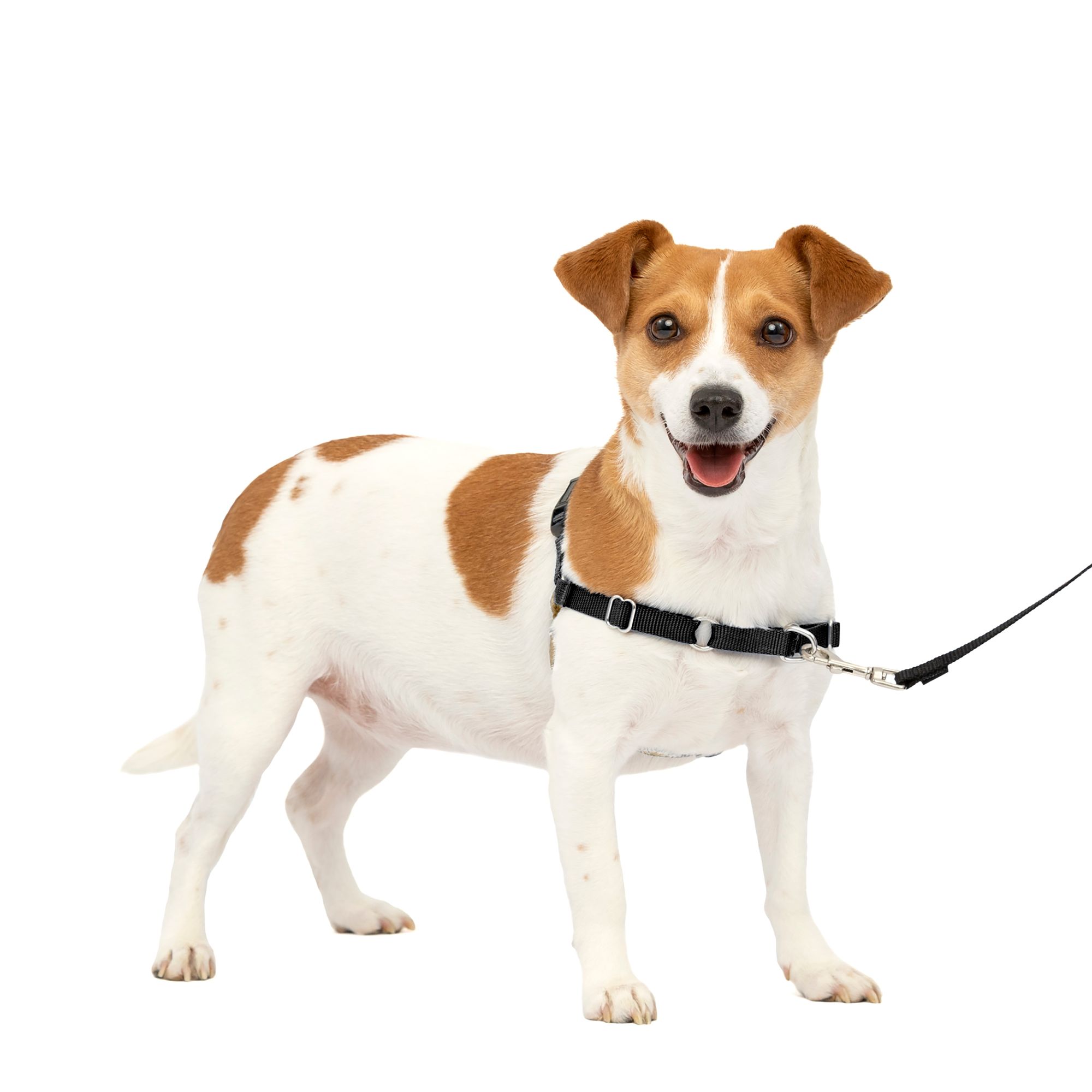 Petsmart dog shop collars and leashes