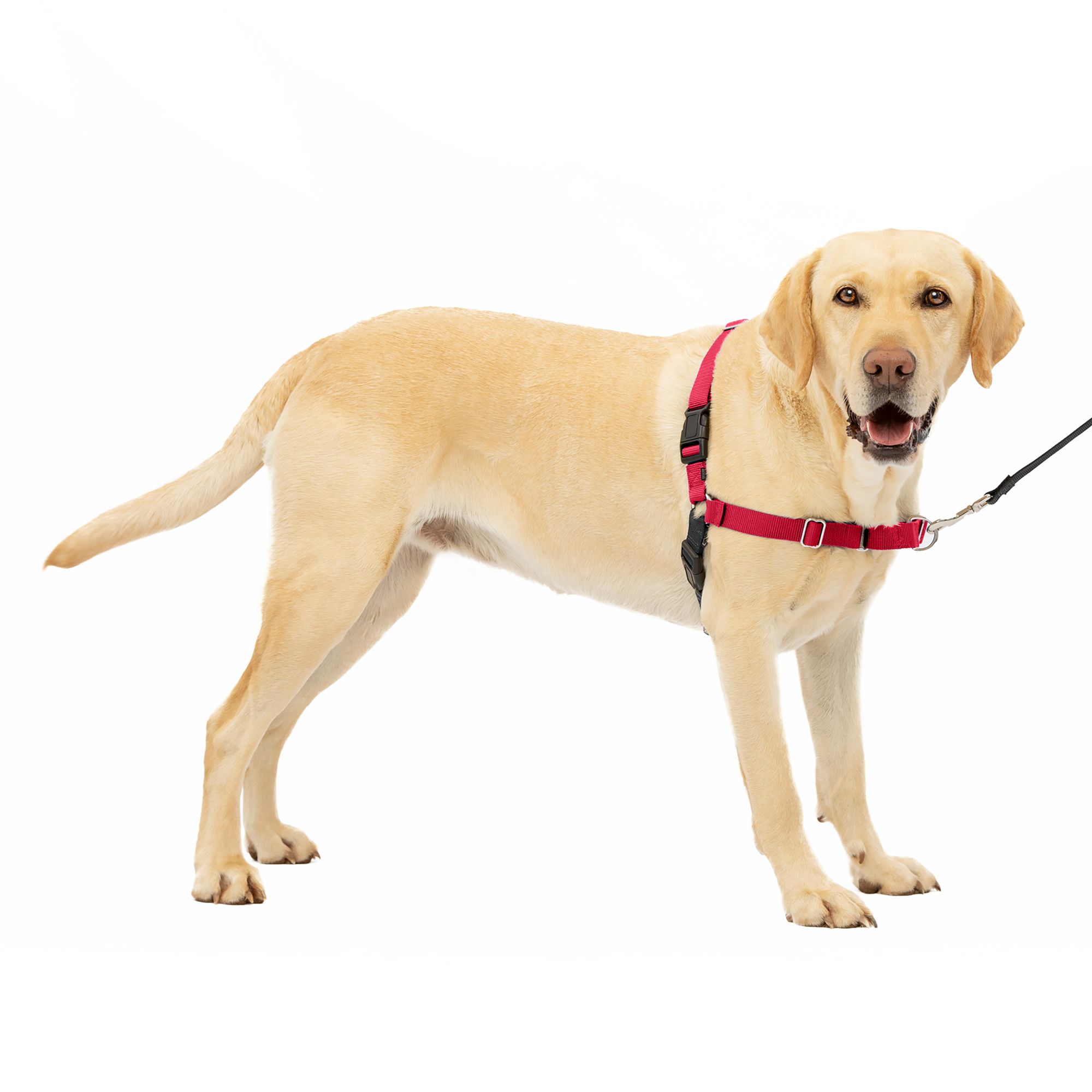 PetSafe® Easy Walk Dog Harness | dog 