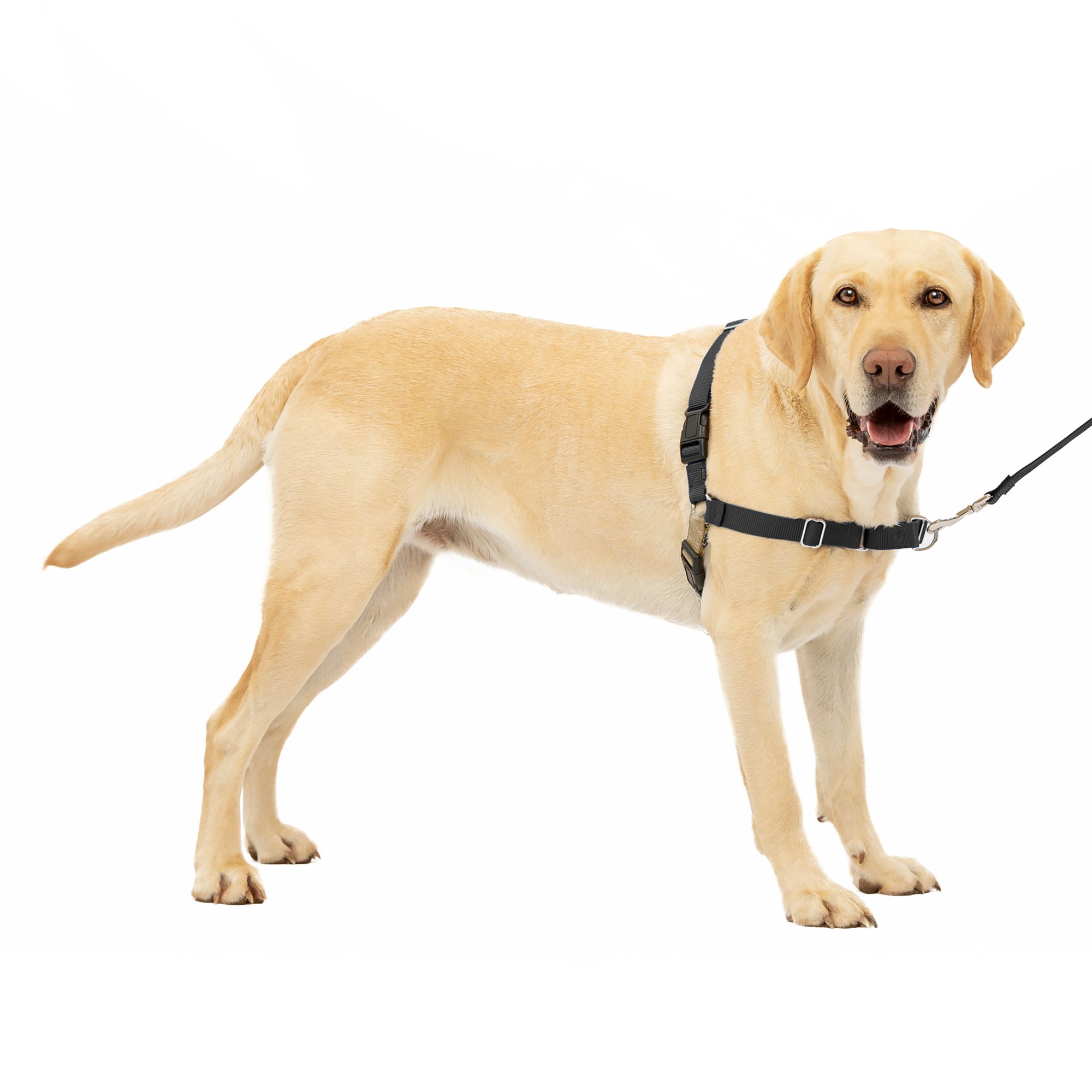 Walk right 2025 dog harness petsmart