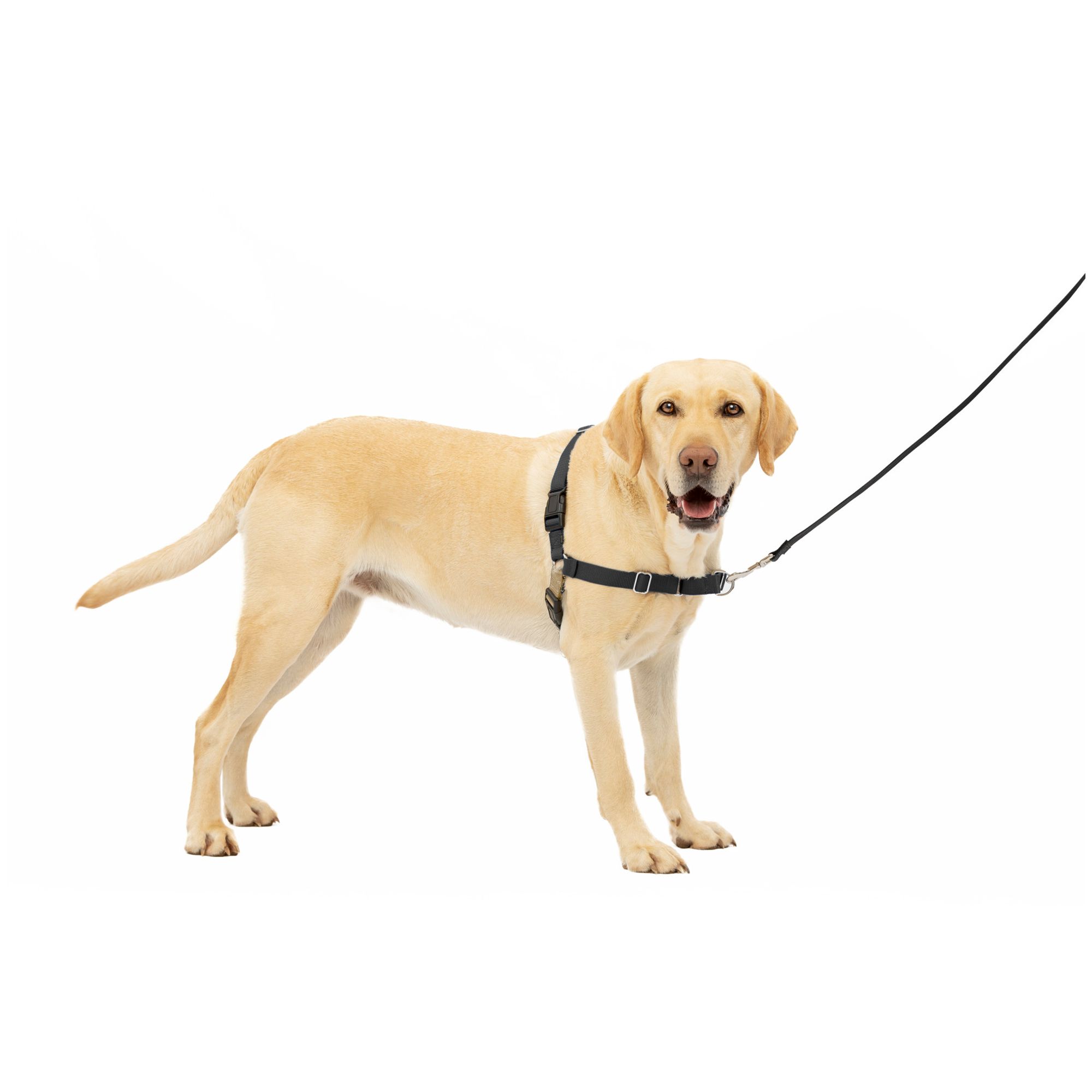 Gentle leader harness petsmart best sale