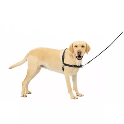 Product PetSafe® Easy Walk Dog Harness - No Pull Dog Harness -  Teal