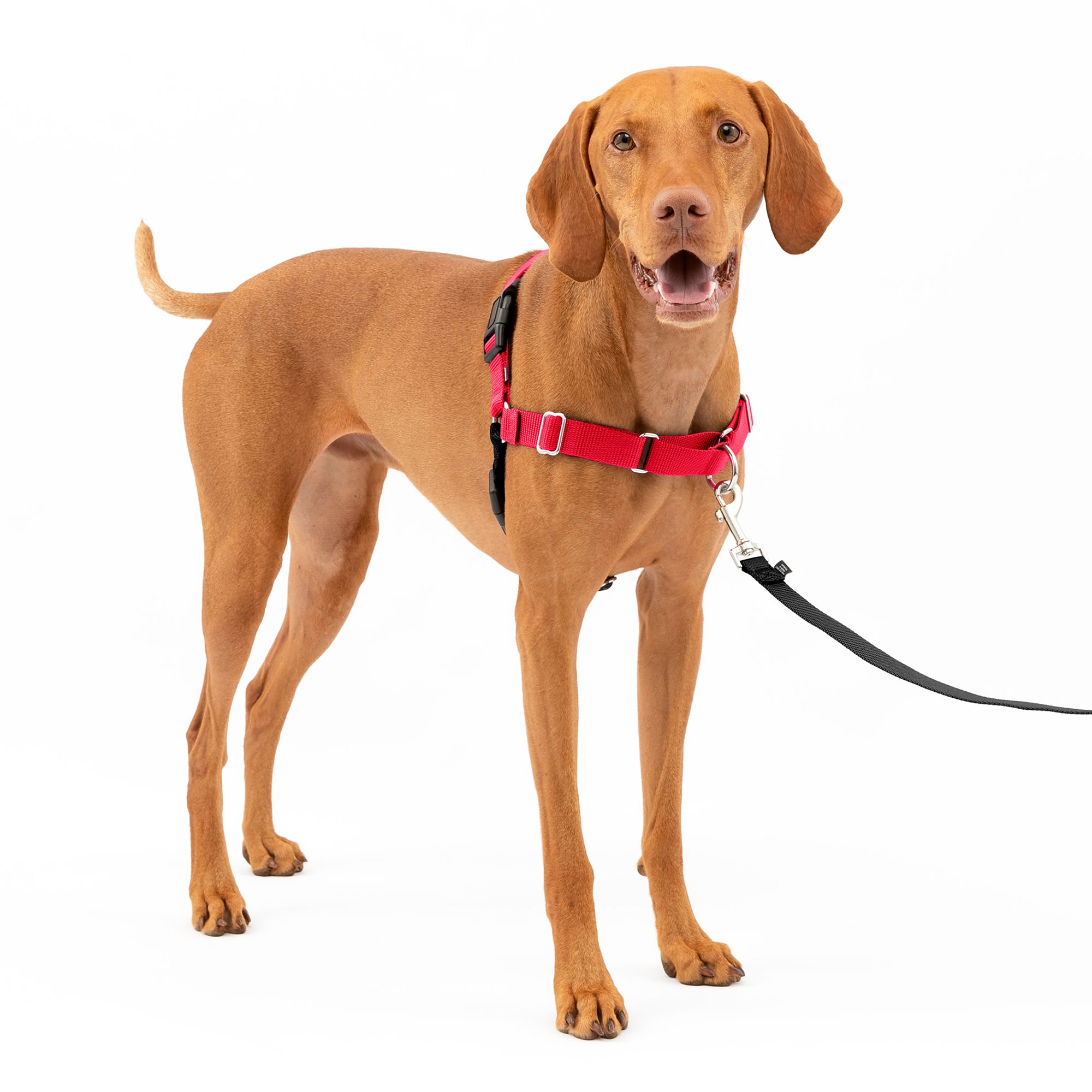 Front clip dog outlet harness canada