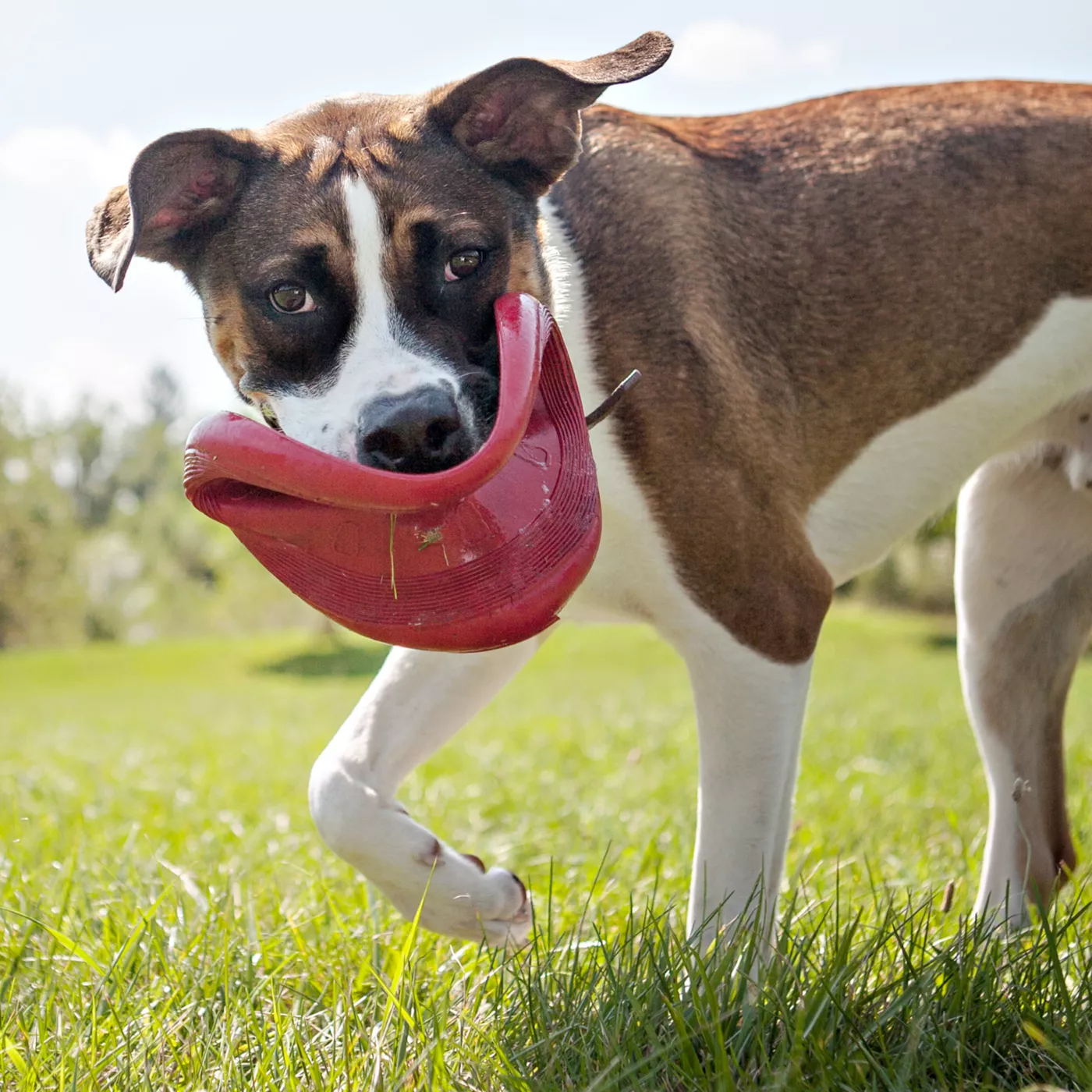 KONG Flyer Dog Toy