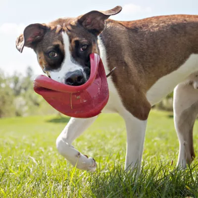 Petsmart frisbee best sale