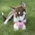 KONG® Easy Treat™ Dog Treat - Puppy Recipe image thumbnail 7