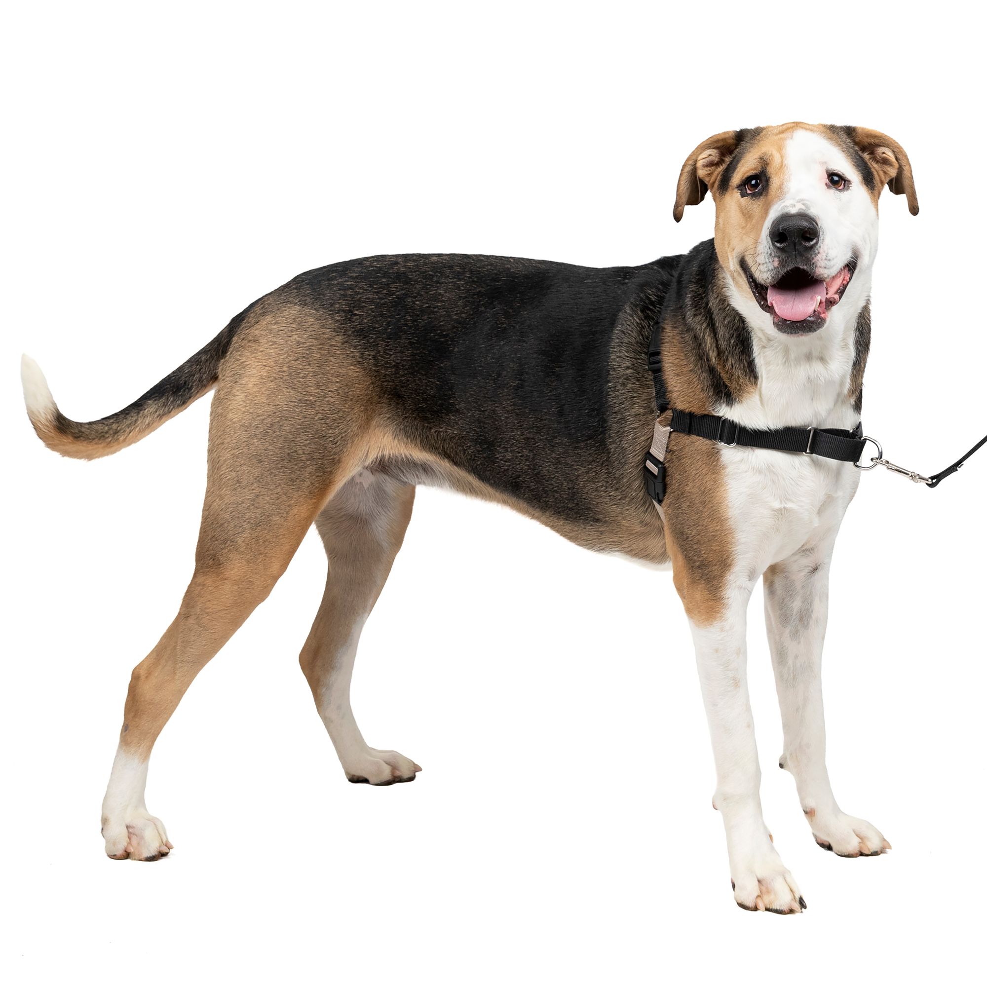 Easy walk 2025 dog harness petsmart