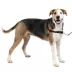 PetSafe® Easy Walk Harness, No Pull Dog Harness image thumbnail 1