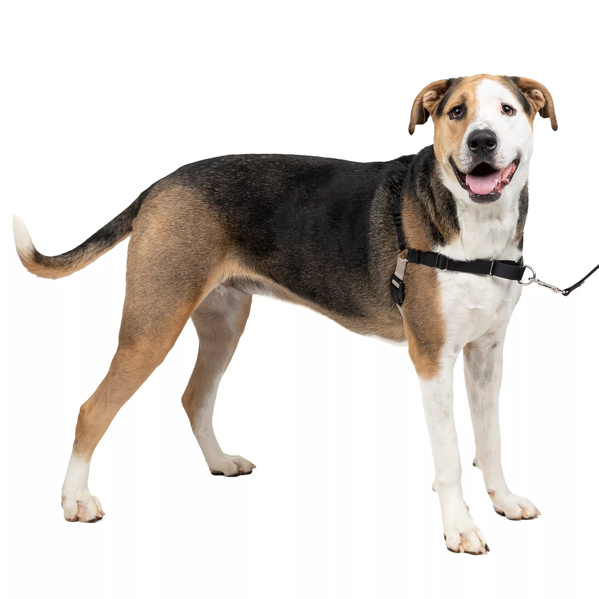 PetSafe® Easy Walk Dog Harness