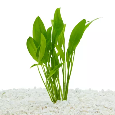 Product Top Fin® Amazon Sword Live Plant