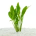 Top Fin® Amazon Sword Live Plant image thumbnail 1