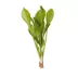 Top Fin® Amazon Sword Live Plant image thumbnail 2
