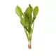 Product Top Fin® Amazon Sword Live Plant