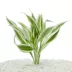 Top Fin® White Ribbon Live Plant image thumbnail 1
