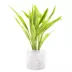 Top Fin® Gold Ribbon Semi-Aquatic Live Plant image thumbnail 2