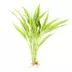 Top Fin® Gold Ribbon Semi-Aquatic Live Plant image thumbnail 3