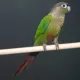 Product Green Cheek Conure