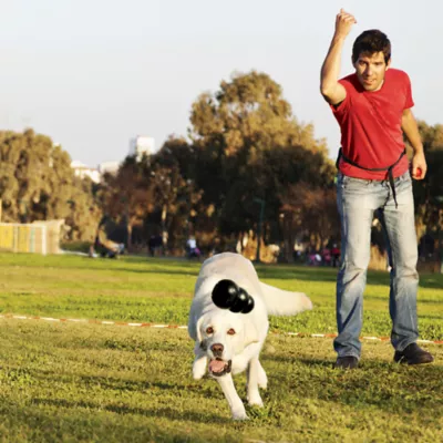Product KONG® Extreme Dog Toy -Treat Dispensing