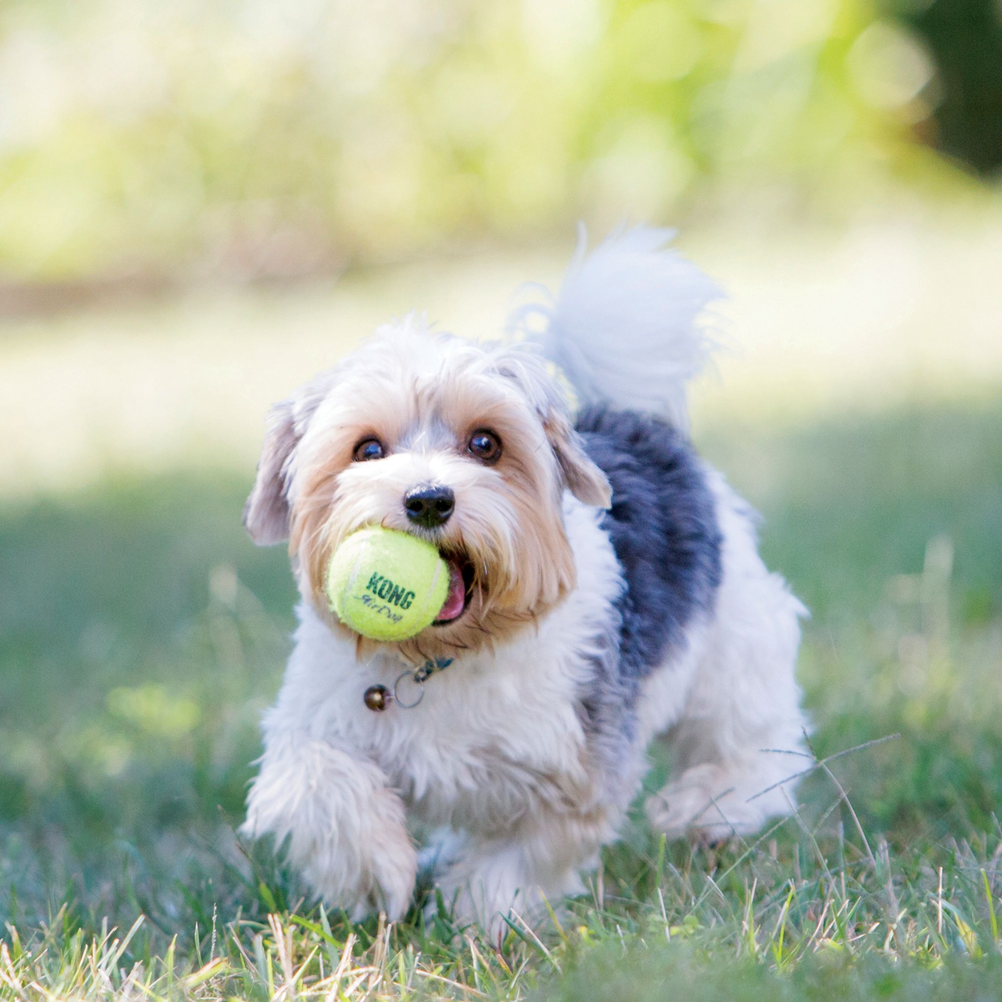 dog with tennis ball