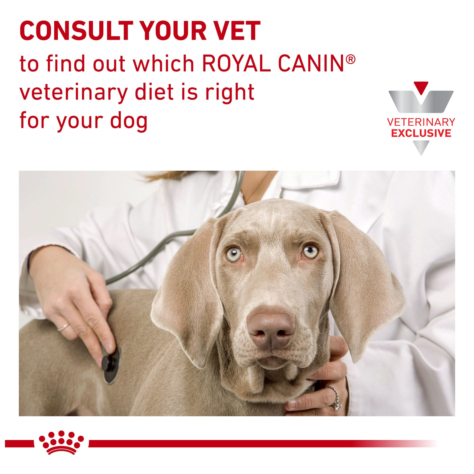 royal canin pv dry dog food