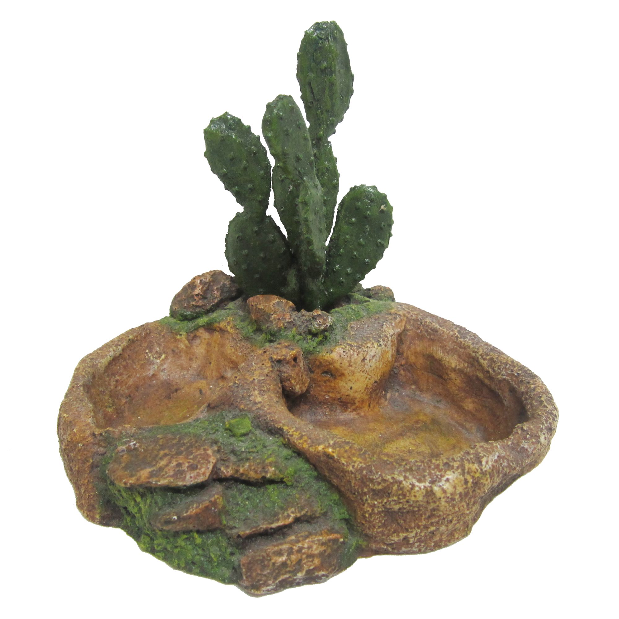 All Living Things Cactus Reptile Dish Reptile Food Water
