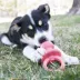 KONG® Binkie Treat Dispensing Puppy Toy (COLOR VARIES) image thumbnail 2