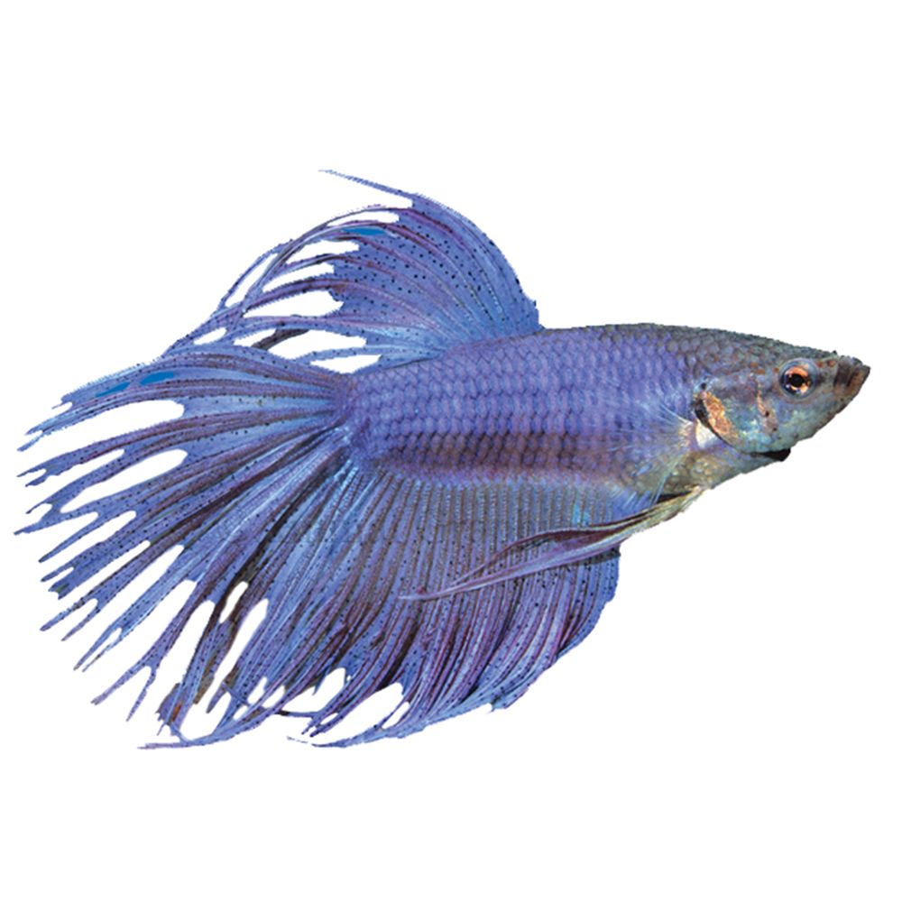 Crowntail Betta Fish For Sale | Live 