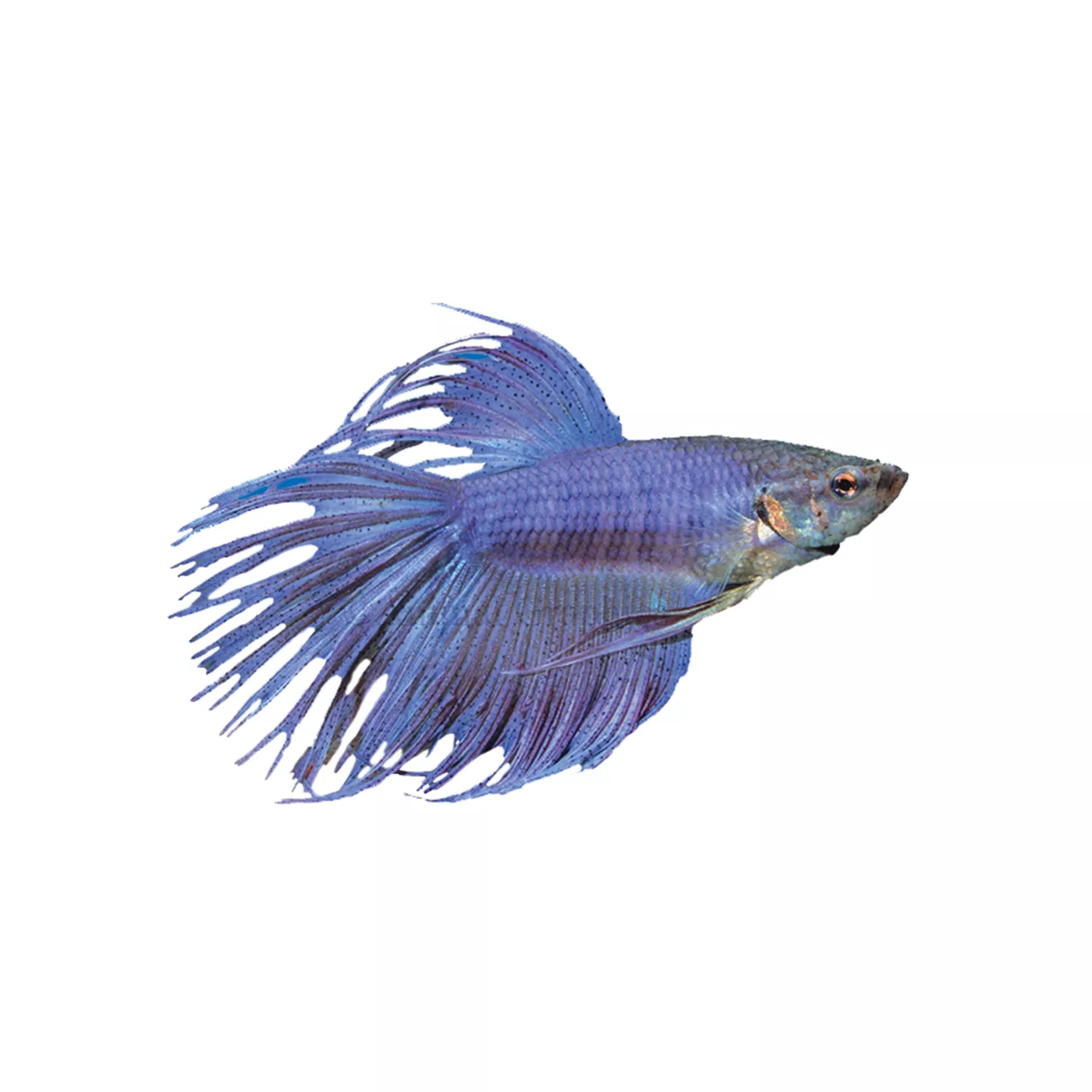 Product Crowntail Male Betta Fish