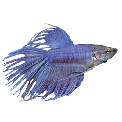 Product Crowntail Male Betta Fish