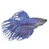 Crowntail Male Betta Fish image thumbnail 1