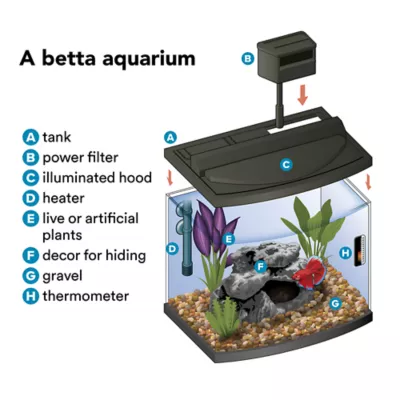 Crowntail Male Betta Fish - Image 4