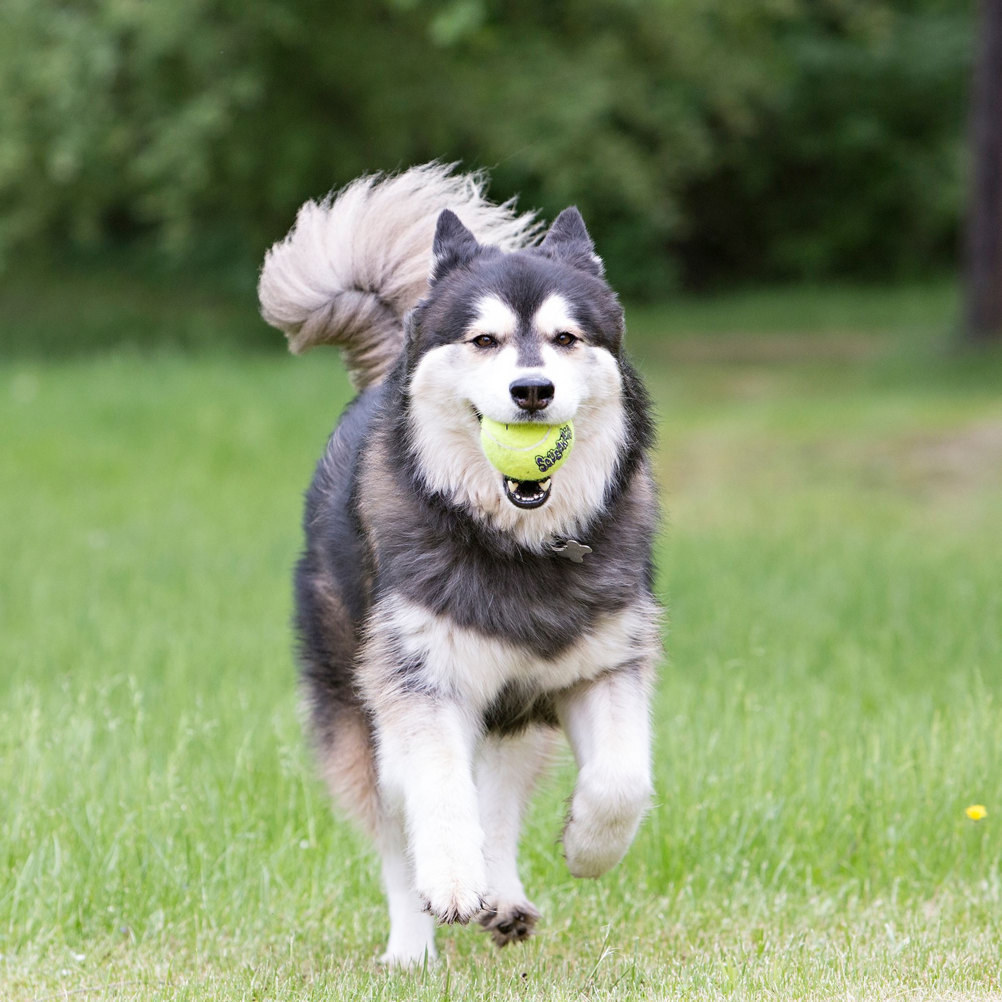 squeaky tennis balls for dogs