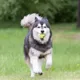 Product KONG® AirDog® Tennis Ball Squeaker Dog Toy