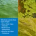 API® Pond Algaefix image thumbnail 3