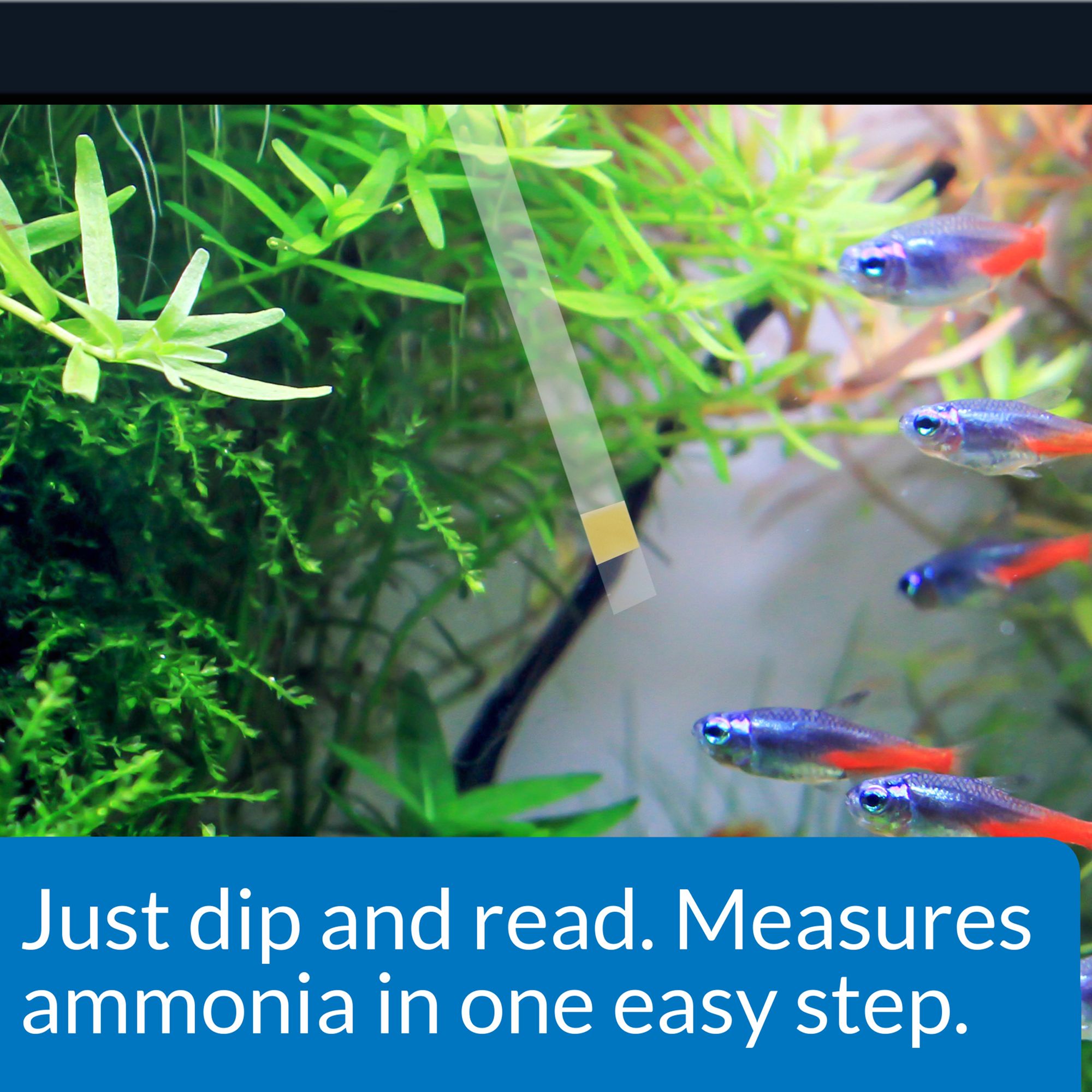 API® Aquarium Ammonia Test Strips for Aquarium Water Testing - thumbnail 3