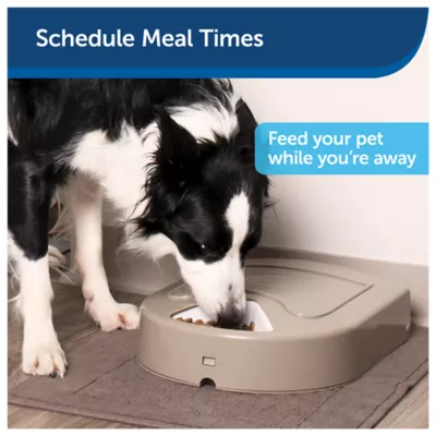 Petsmart timed feeder best sale