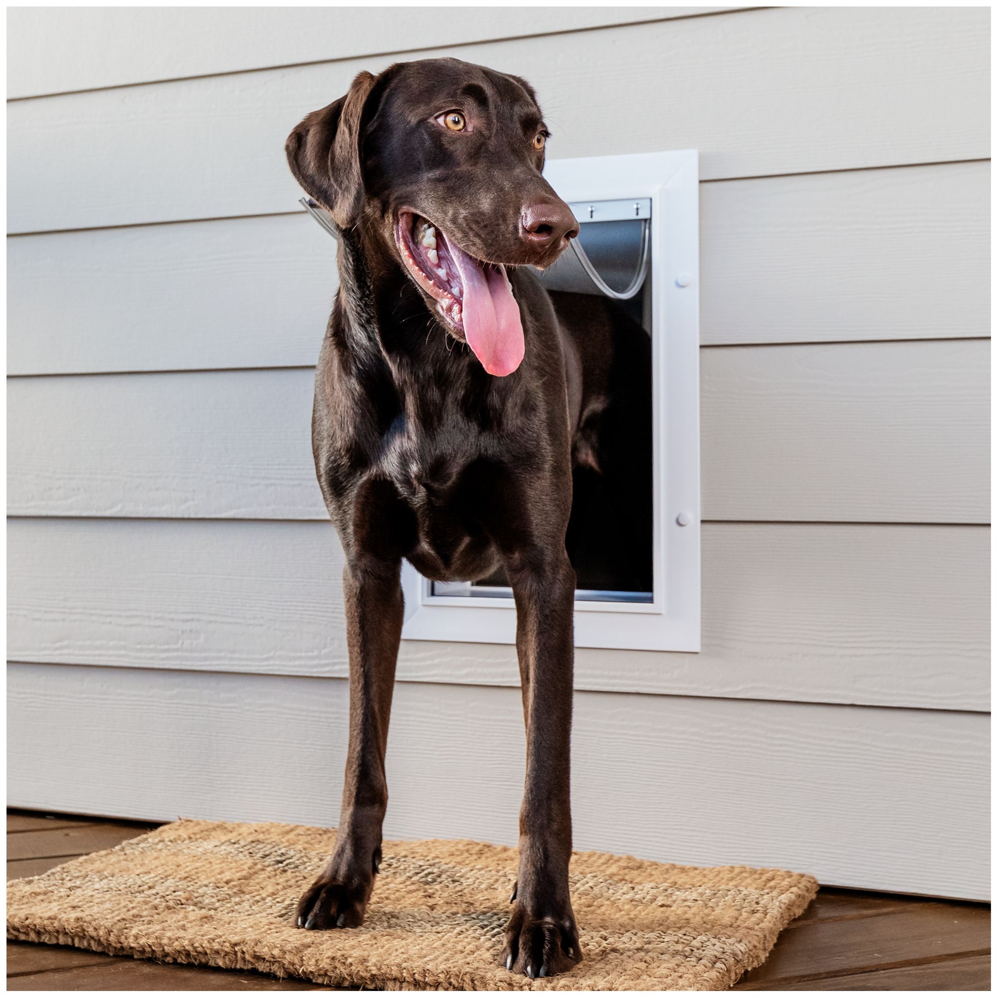 Dog door 2025 through wall