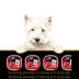 Cesar Classic Loaf In Sauce Adult Wet Dog Food Grilled Chicken & Steak Variety Pack, 12ct image thumbnail 5