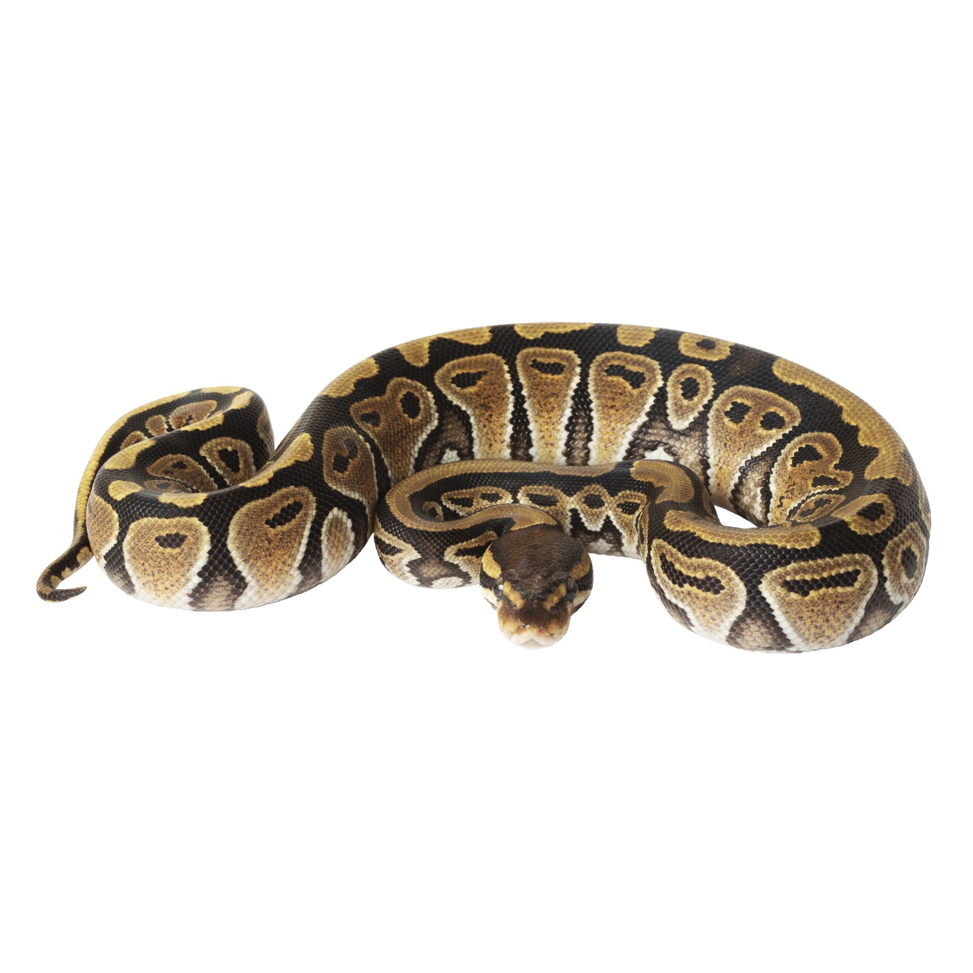 Boa and reticulated python - pets - craigslist