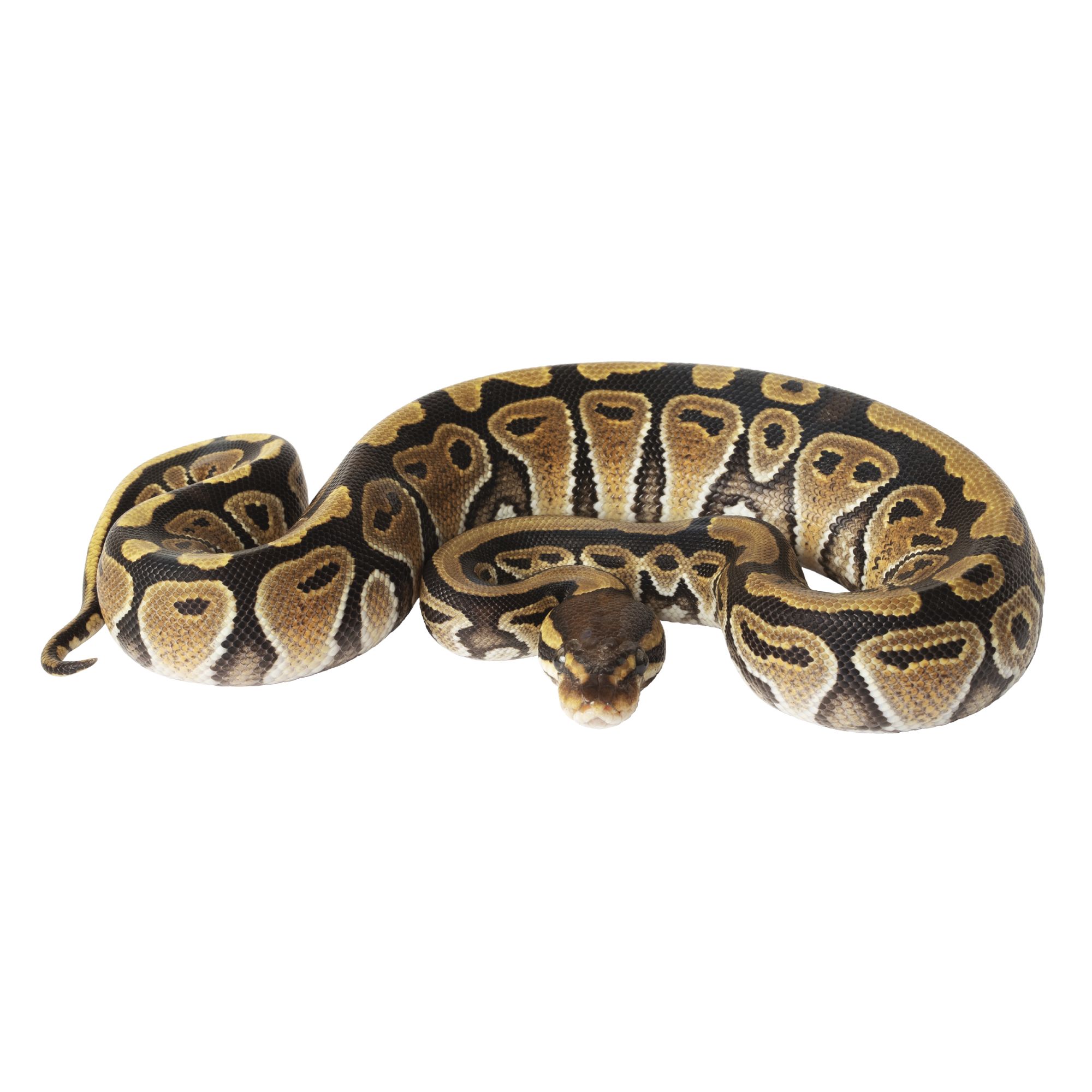 mini python snake