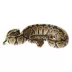 Ball Python image thumbnail 1