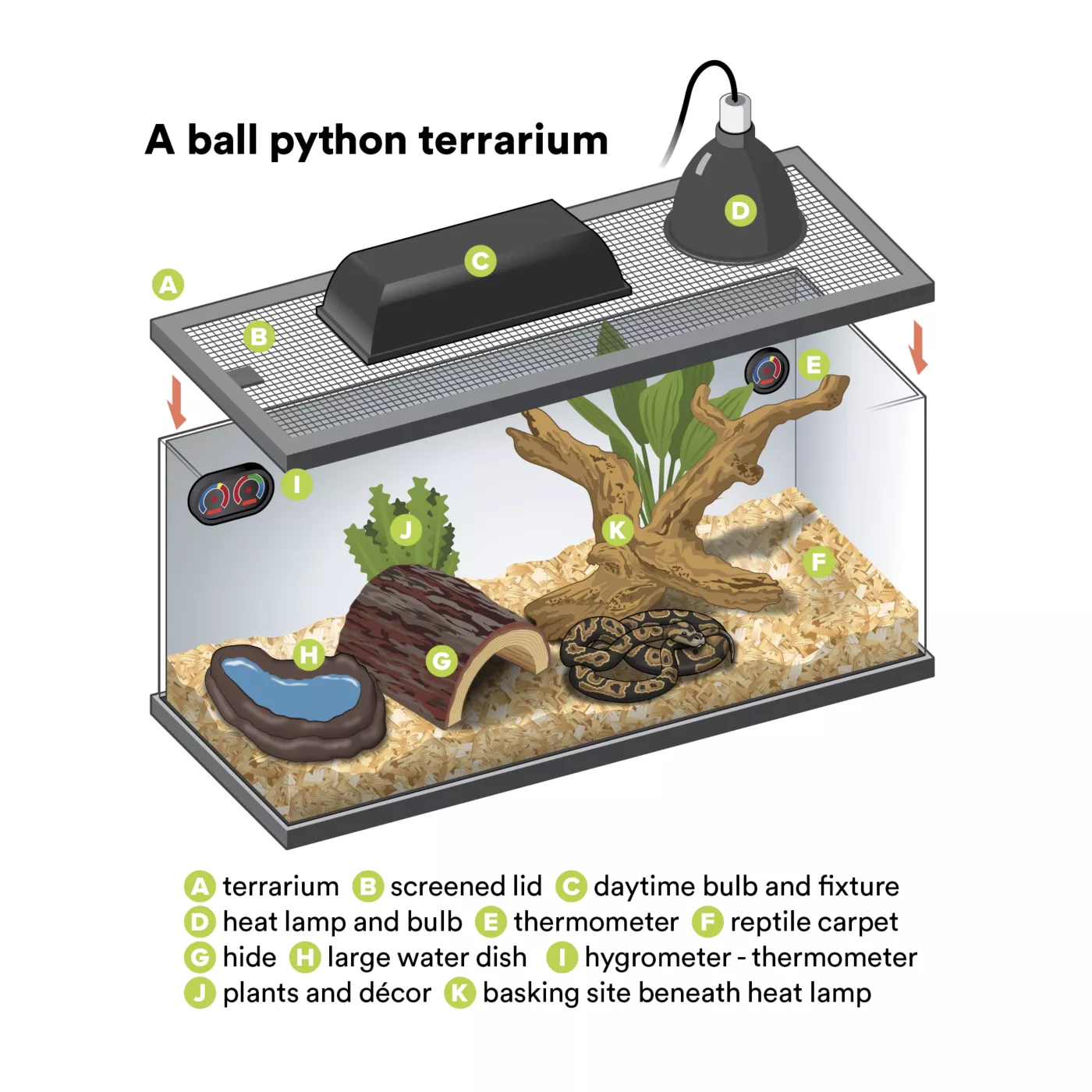 Product Ball Python