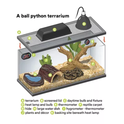 Product Ball Python