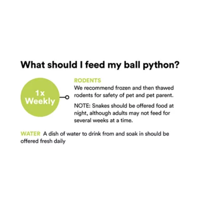 Product Ball Python