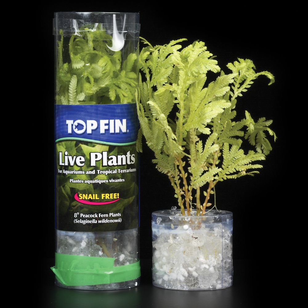 Petsmart aquatic plants Idea