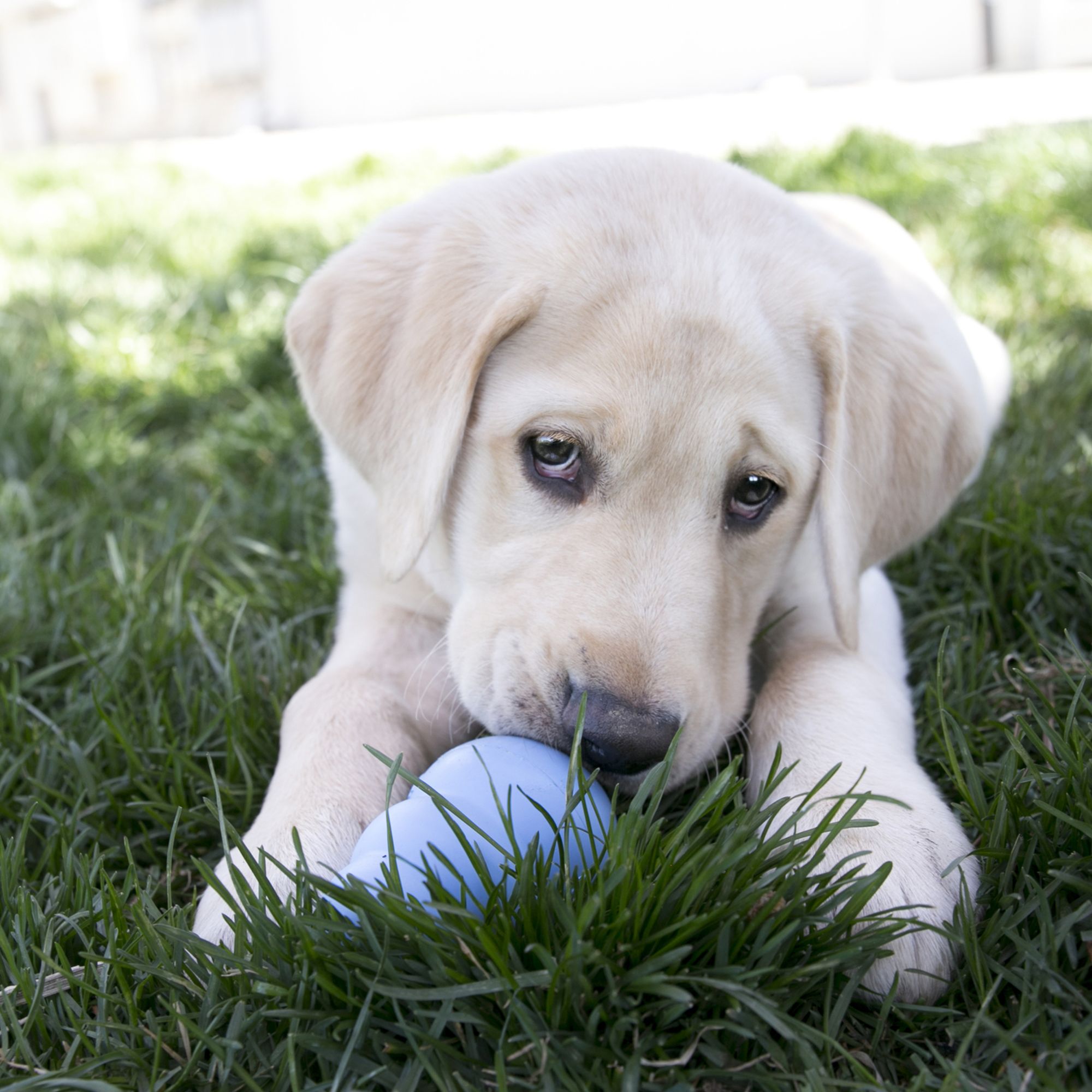 petsmart kong easy treat