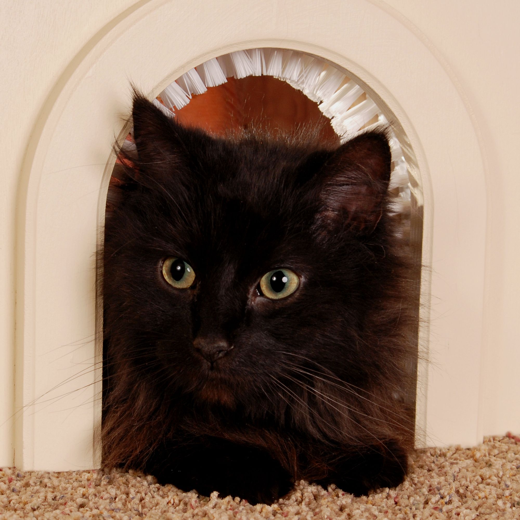 petsmart cat flap